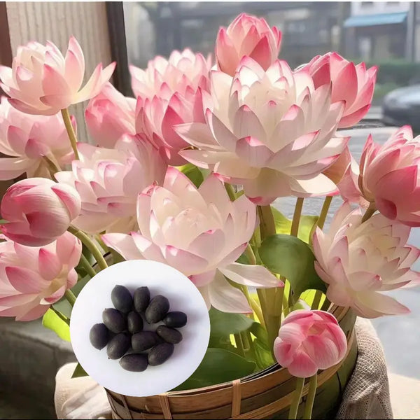 Bowl Lotus Seeds, Open Blooms, 10 Seeds or 20Seeds Year-Round Soilless Hydroponic Plants, Indoor Potted Plants, Easy to Care for Greenery and Flowers, Living Room or Balcony